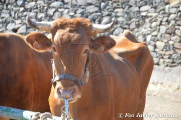 Muestra de ganado de las fiestas del patrono de Telde (Foto  Francisco Javier Santana)